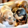 puppies-3687656_1280
