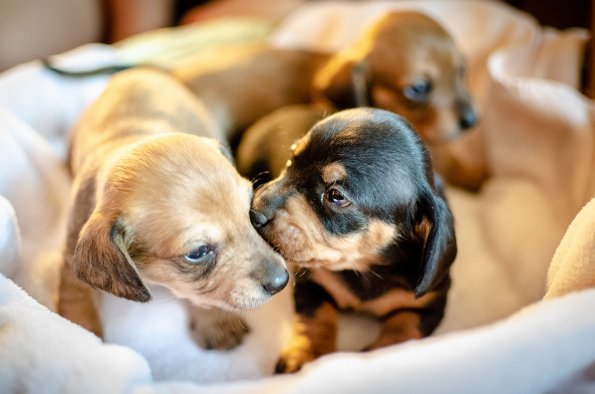 puppies-3687656_1280